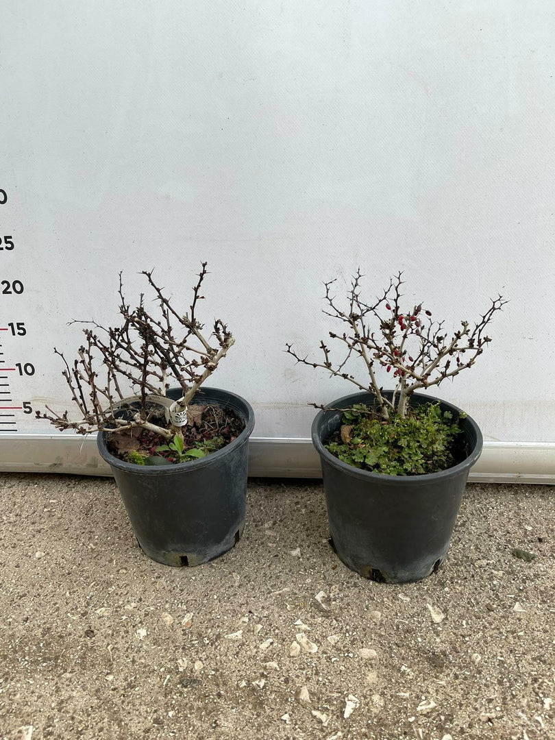 PIANTA DI BERBERIS THUNBERGII ATROPURPUREA NANA VASO 18 CM