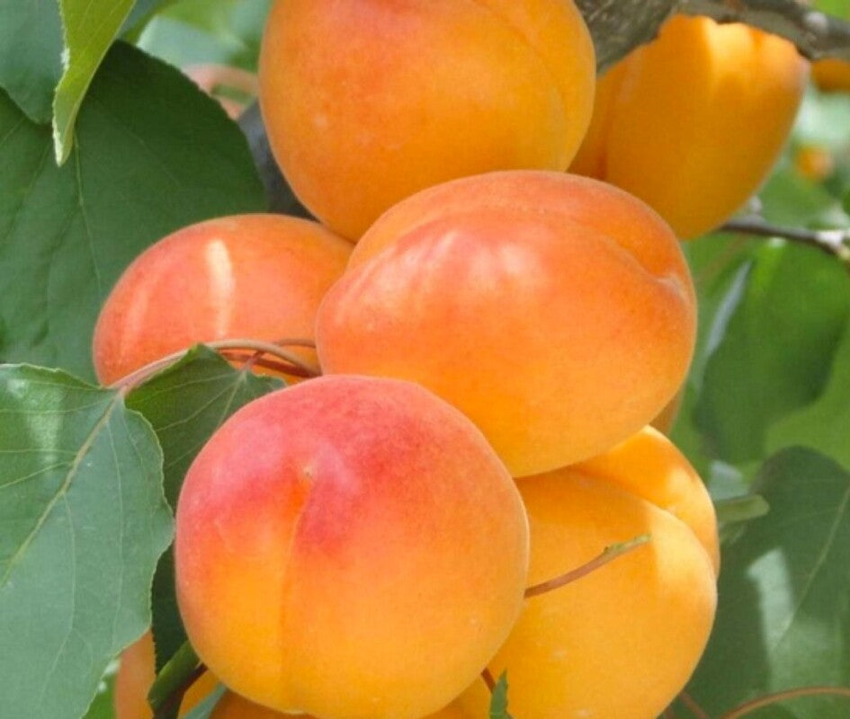 PIANTA DA FRUTTO ALBICOCCA BOREALE in vaso 20 - età 2/3 anni