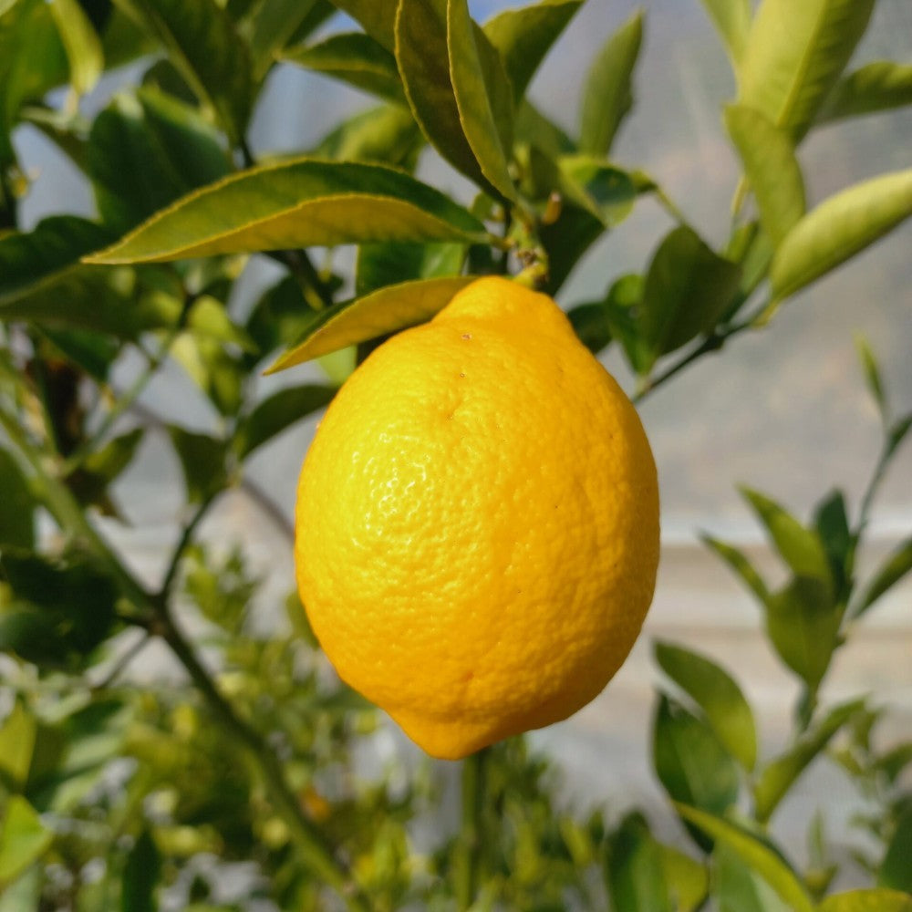 PIANTA DI LIMONE MEYER in fitocella - età 2-3 anni