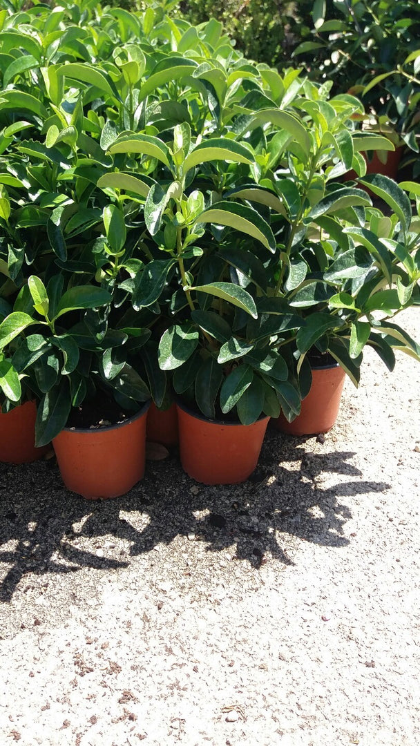 PIANTA DI VIBURNO LUCIDO VASO 18 altezza 40/50 cm cespuglio da siepe