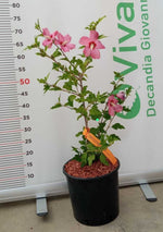 Carica immagine nel visualizzatore Galleria, PIANTA DI HIBISCUS SYRIACUS IN VASO 20 CM VARIETA' MIX