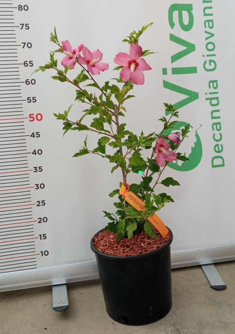 PIANTA DI HIBISCUS SYRIACUS IN VASO 20 CM VARIETA' MIX