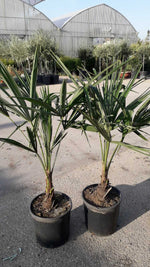 Carica immagine nel visualizzatore Galleria, PIANTA DI TRACHYCARPUS FORTUNEI o CHAMEROPS EXCELSA VASO 28 CM (foto reali)