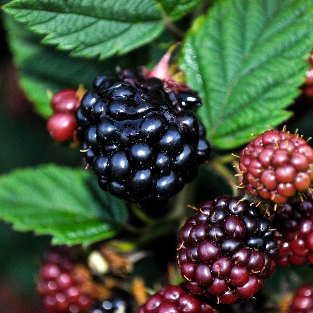 PIANTA DI LAMPONE NERO in vaso 16/18 (foto reali)