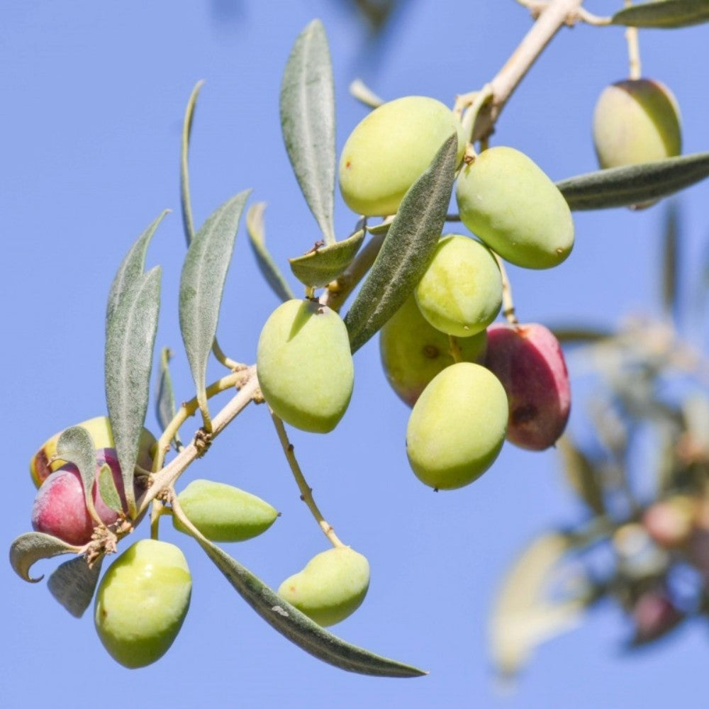 PIANTA DI ULIVO CIMA DI MONOPOLI in vaso 20/fitocella - età 2/3 anni foto reali