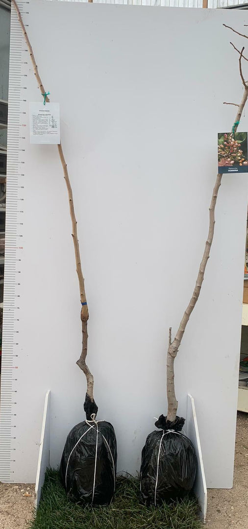 3 Piante di Pistacchio AEGINA (2 Femmina + 1 Maschio) Innesto 2 Anni – Fitocella