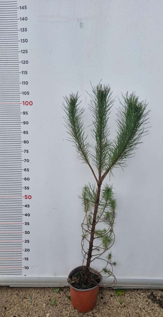 PIANTA DI PINUS PINEA IN VASO 18 CM (foto reale) PINO DA PINOLI