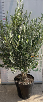Carica immagine nel visualizzatore Galleria, PIANTA DI ULIVO "OLEA EUROPEA" MULTITRONCO VASO 50 CM H. 160 cm (foto reale)