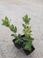 Carica immagine nel visualizzatore Galleria, N. 24 PIANTE DI QUERCIA "LECCIO " cm 30/40 in vaso 10 (foto reali) quercus ilex