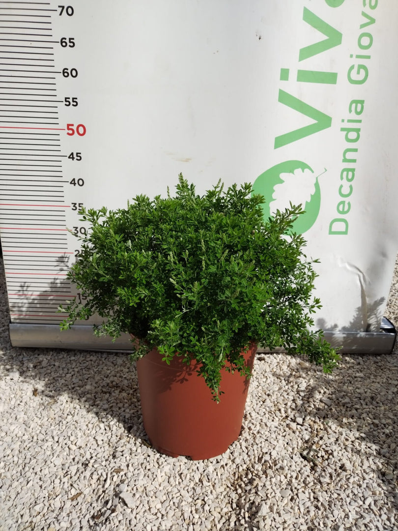 PIANTA DI CYTISUS RACEMOSA VASO CM 24 (foto reali)