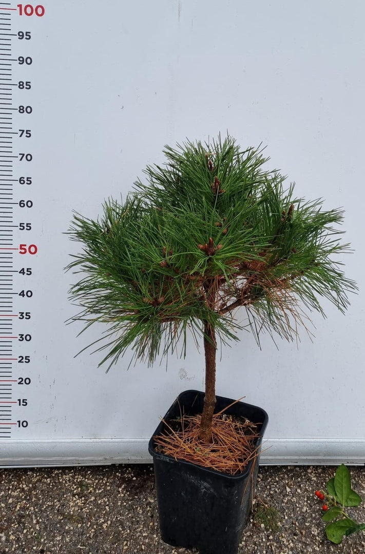 PIANTA DI PINUS BREPO IN VASO ALBERELLO 1/4 FUSTO (foto reali) PINO
