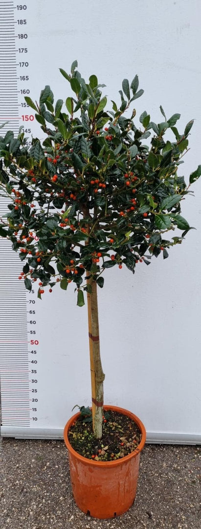 PIANTA DI ILEX NELLY STEVENS IN VASO 1/2 FUSTO CLT 18  (foto reali) AGRIFOGLIO