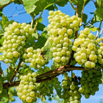 Carica immagine nel visualizzatore Galleria, PIANTA DA FRUTTO UVA VITTORIA in vaso età 2/3 anni (foto reali)