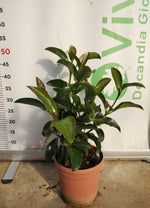 Carica immagine nel visualizzatore Galleria, 50 Piante di Viburno Lucido V18 H 40/50 cm – Viburnum tinus – Siepe Sempreverde