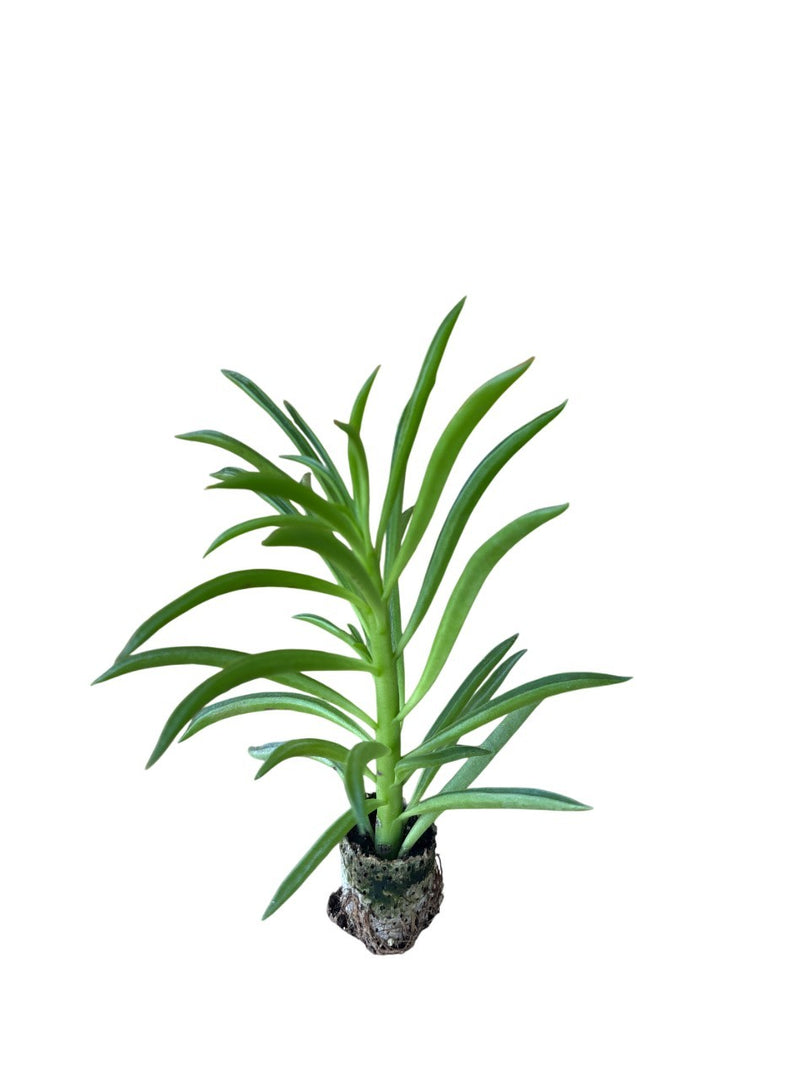 10 pezzi di Piante Grasse Mermaid Tresses - Paperomia Hybrida IN VASO 10