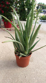 Carica immagine nel visualizzatore Galleria, PIANTA DI ALOE VERA VASO CM 17 COLTIVATA SENZA CONCIMI CHIMICI