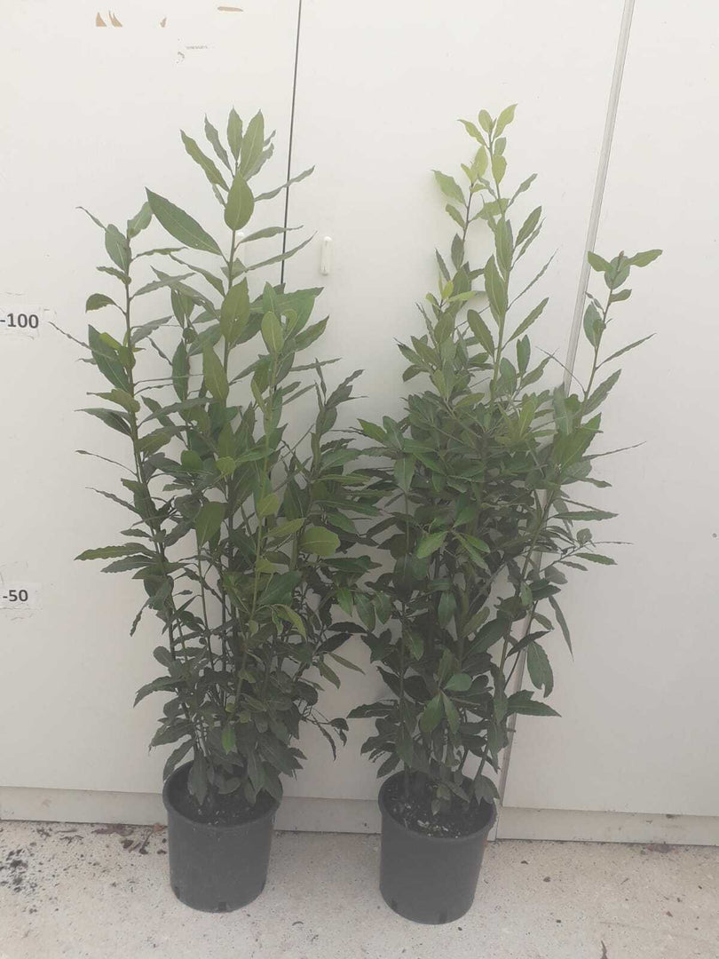 N.2 PIANTE DI ALLORO VASO 20 altezza cm 65/70 cm (foto reali)