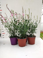 Carica immagine nel visualizzatore Galleria, N. 8 PIANTE DI GAURA LINDHEIMERI IN VASO 14 COLORI ASSORTITI