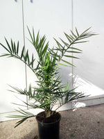 Carica immagine nel visualizzatore Galleria, PIANTA DI PHOENIX CANARIENSIS  PALMA DELLE CANARIE VASO 22 CM   (foto reali)