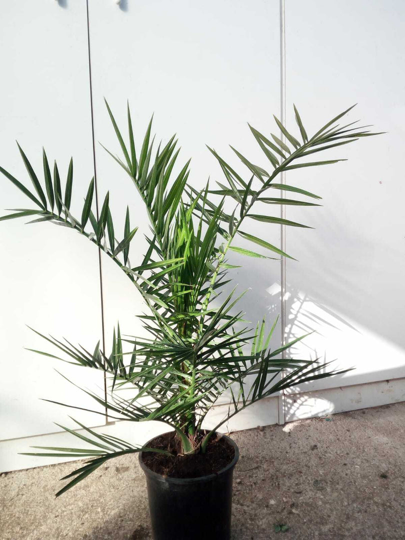PIANTA DI PHOENIX CANARIENSIS  PALMA DELLE CANARIE VASO 22 CM   (foto reali)