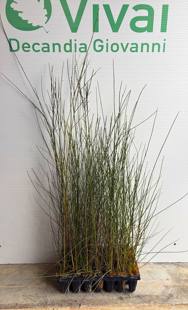 3 x PIANTA di GINESTRA ODOROSA 'SPARTIUM JUNCEUM'