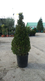 Carica immagine nel visualizzatore Galleria, PIANTA DI BUXUS BOSSO FAULKNER A PIRAMIDE vaso cm30 ALTEZZA 80/100 (foto reale)