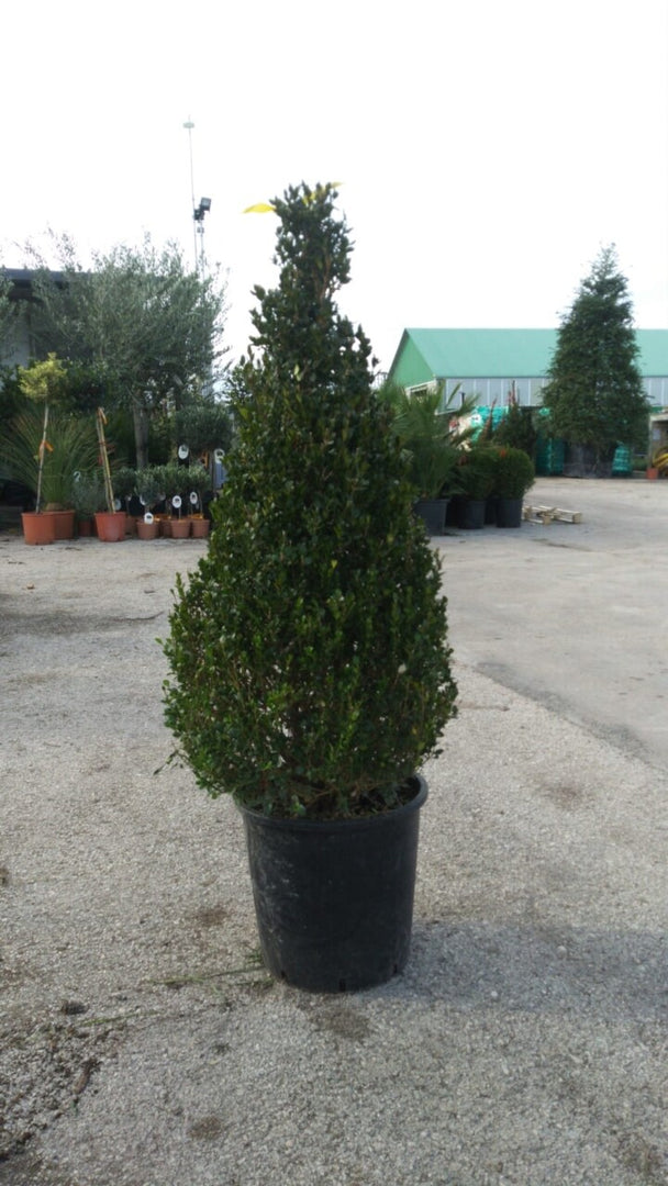 PIANTA DI BUXUS BOSSO FAULKNER A PIRAMIDE vaso cm30 ALTEZZA 80/100 (foto reale)