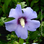 Carica immagine nel visualizzatore Galleria, PIANTA DI HIBISCUS SYRIACUS VASO 16 ALTEZZA 30/40 cm COLORI MIX