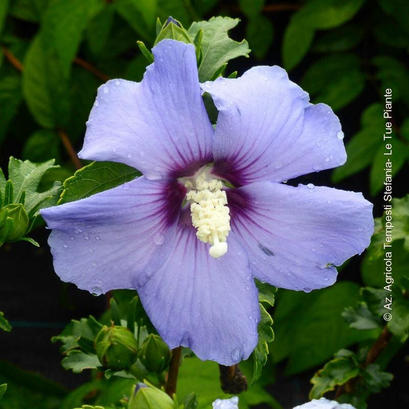 PIANTA DI HIBISCUS SYRIACUS VASO 16 ALTEZZA 30/40 cm COLORI MIX