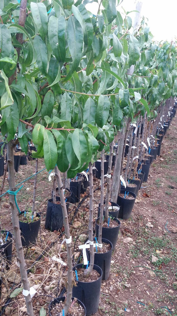 PIANTA DA FRUTTO SUSINO GOCCIA D'ORO in vaso 24 età 3/4 anni (foto reali)