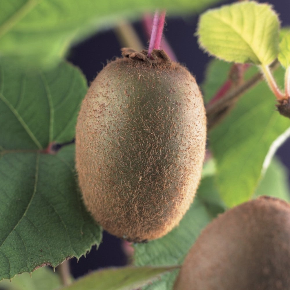 PIANTA DA FRUTTO KIWI JENNY AUTOFERTILE in vaso 20 età 2/3 anni