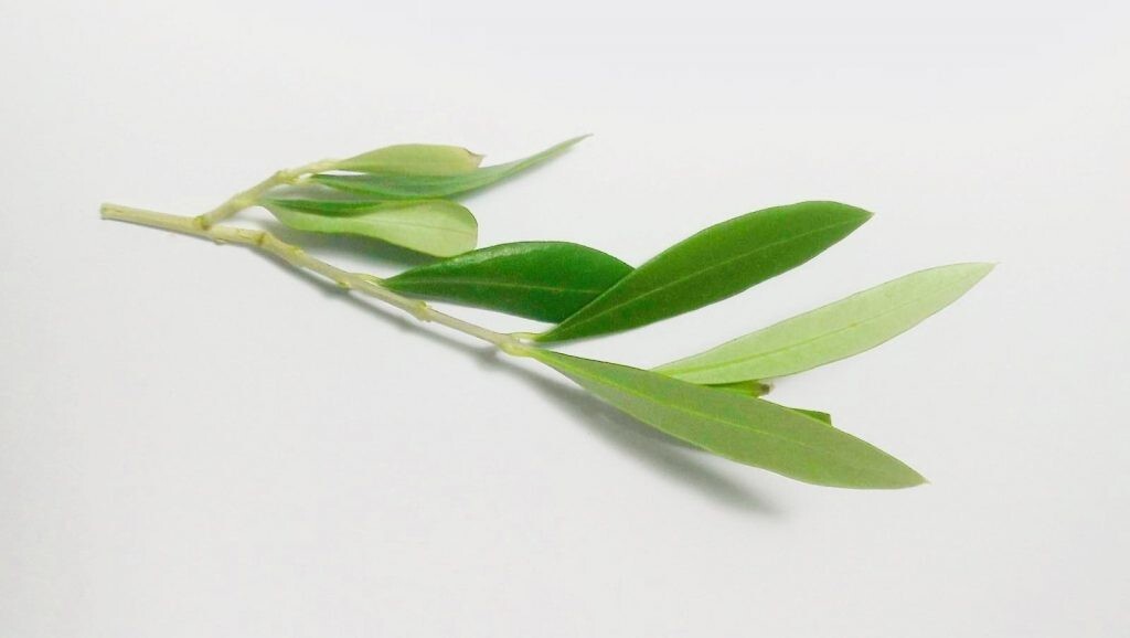 PIANTA DI ULIVO "OLEA EUROPEA" MULTITRONCO VASO 50 CM H. 160 cm (foto reale)