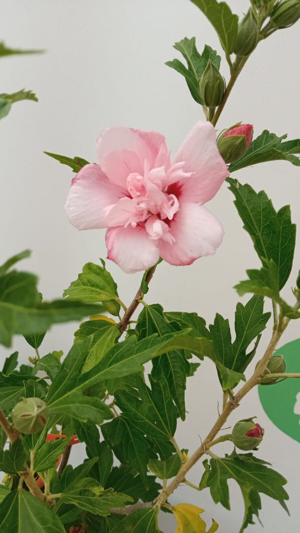 PIANTA DI HIBISCUS SYRIACUS IN VASO 20 CM VARIETA' MIX
