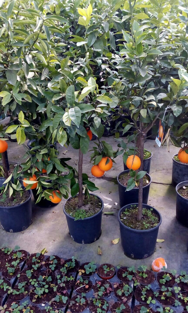 PIANTA DI ARANCIO NAVEL in vaso 24 - età 3/4 anni (foto reali)