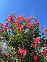Carica immagine nel visualizzatore Galleria, PIANTA DI LAGERSTROEMIA INDICA FUCSIA CAROLINE BEAUTY VASO 20 CM