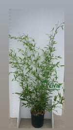 Carica immagine nel visualizzatore Galleria, N. 2 PIANTE DI BAMBU'  "phyllostachys aurea " altezza 160/180cm  in vaso 24 cm