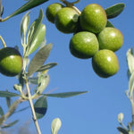 Carica immagine nel visualizzatore Galleria, PIANTA DI ULIVO FAVOLOSA in vaso 20/fitocella - età 2/3 anni (foto reali)