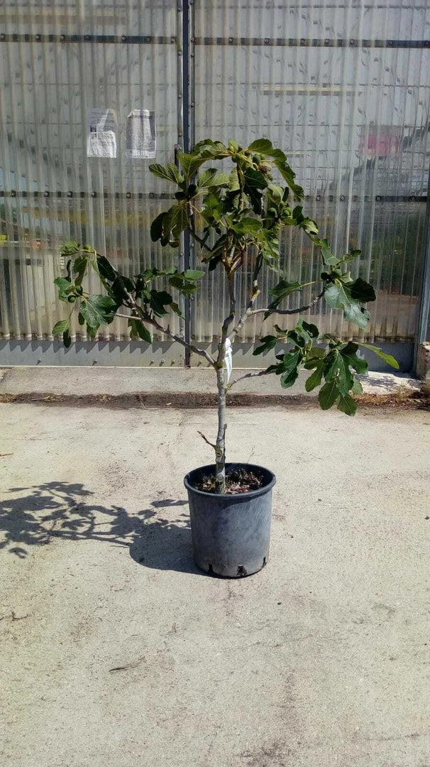 PIANTA DA FRUTTO SUSINO NANO in vaso 20/24 (foto reali)