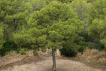 Carica immagine nel visualizzatore Galleria, N.2 PIANTA DI PINO D' ALEPPO "PINUS HALEPENSIS" IN ALVEOLO (foto reale)