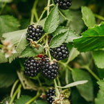 Carica immagine nel visualizzatore Galleria, PIANTA DI MORA LOCH NESS in vaso 16/18 (foto reale)