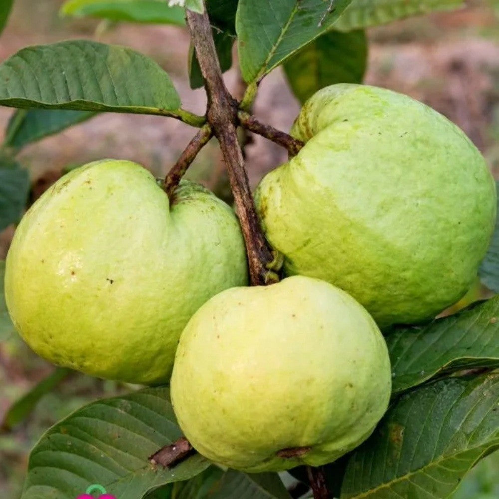 PIANTA DA FRUTTO TROPICALE GUAVA in vaso 20 età 2/3 anni (foto reali)