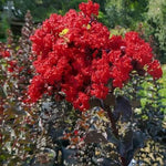 Carica immagine nel visualizzatore Galleria, PIANTA DI LAGERSTROEMIA INDICA PETITE RED ROSSA VASO 20 CM  (foto reale)