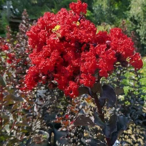 PIANTA DI LAGERSTROEMIA INDICA PETITE RED ROSSA VASO 20 CM  (foto reale)