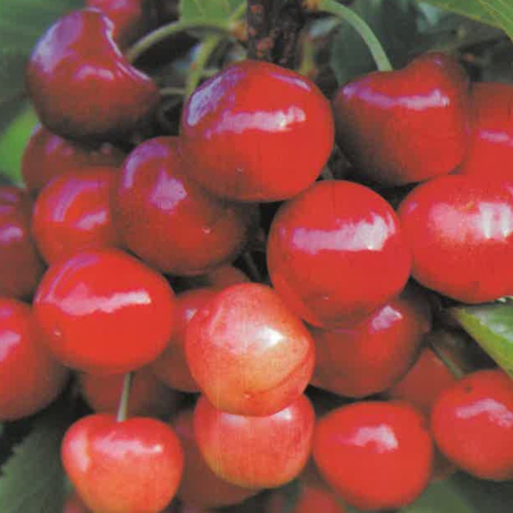 PIANTA DA FRUTTO CILIEGIA SUNBRUST in vaso 20 - età 2/3 anni