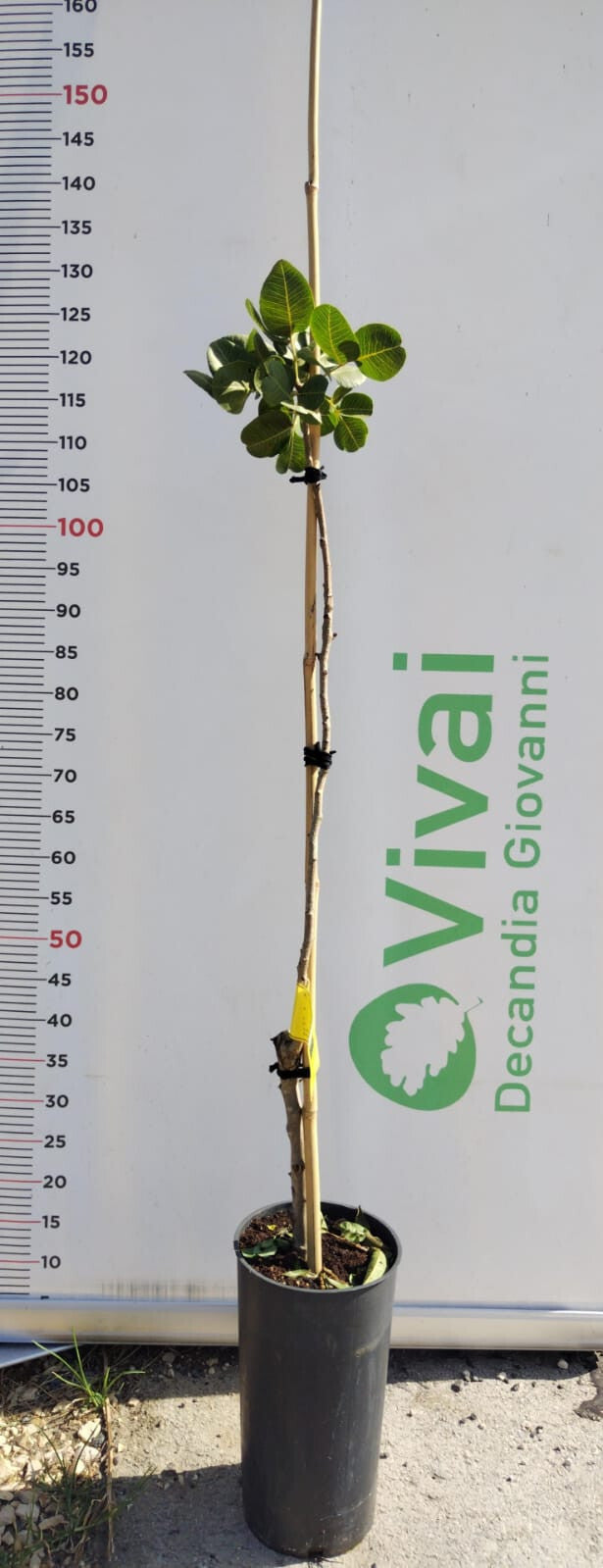 PIANTA DI PISTACCHIO IN VASO VAR. "C-ESPECIAL" MASCHIO DUE ANNI DI INNESTO UCB1