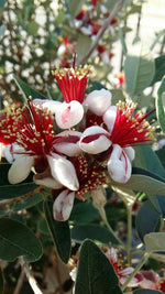 Carica immagine nel visualizzatore Galleria, PIANTA DI FEIJOA IN VASO 18 altezza cm 50/60 cm (foto reale) ACCA SELLOWIANA