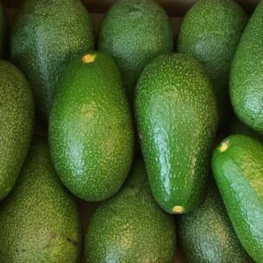 PIANTA DA FRUTTO TROPICALE AVOCADO FUERTE in vaso 20 età 2/3 anni (foto reali)