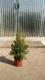 Carica immagine nel visualizzatore Galleria, PIANTA  DI EUGENIA MYRTIFOLIA NEW PORT  IN VASO CM 24 altezza 70 cm (foto reali)