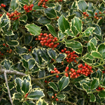Carica immagine nel visualizzatore Galleria, PIANTA DI AGRIFOGLIO ILEX AQUIFOLIUM ARGENTEOMARGINATA PALLA VASO  CLT 30