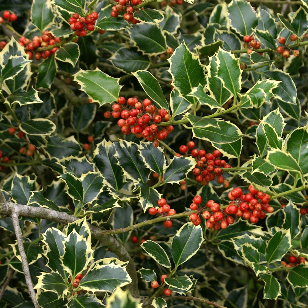 PIANTA DI AGRIFOGLIO ILEX AQUIFOLIUM ARGENTEOMARGINATA PALLA VASO  CLT 30